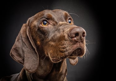 brown weimeraner dog portrait studio