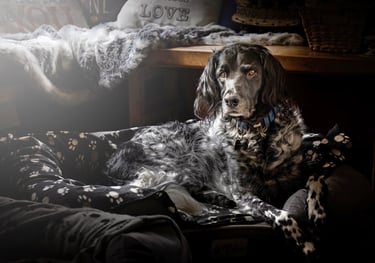Musnterlander dog photographed in bed with soft light