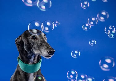 Greyhound and bubbles in studio