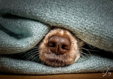 Dog's nose in blankets