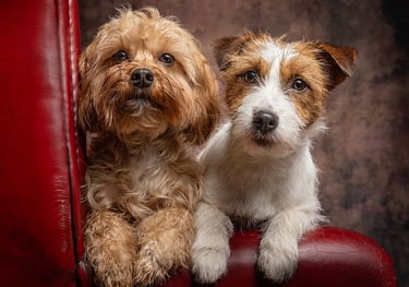 two dogs on Chesterfield chair