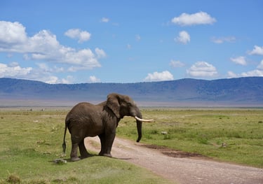 a large elephant walking down Ngorongoro Crater