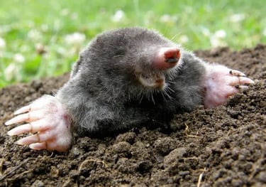 kurmis