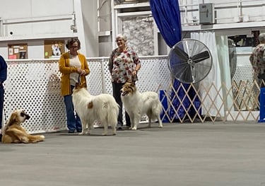 Dog Conformation Practice
