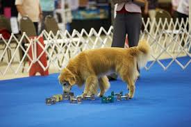 Platte Valley Kennel Club, Obedience and Rally Show and Go, Matches, Dog, Dogs