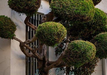 Tree Trimming