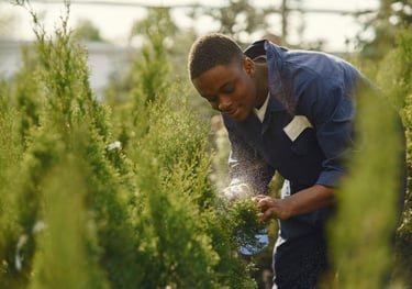 Garden Maintenance