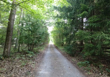 A long driveway through a forest in Whitchurch-Stouffville.