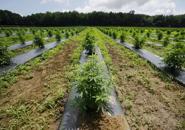 Cannabis Fields