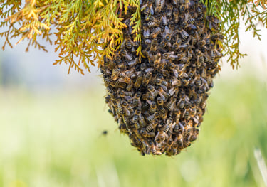 a small swarm of honey bees on a conifer