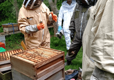 beekeepers having a discussion around an open colony of honeybees