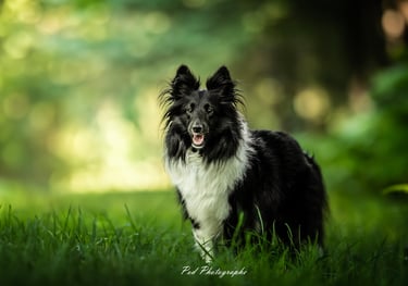 Berger des shetland Viens Balader mon chien