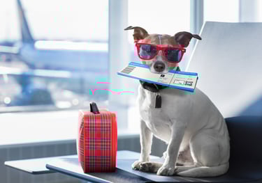 a dog wearing sunglasses and sunglasses with a book in his mouth