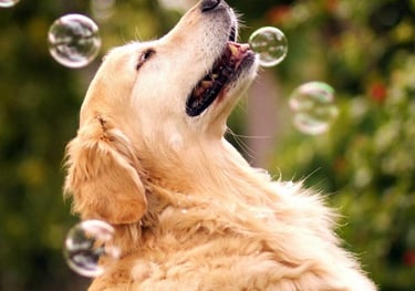 a dog is blowing bubbles in the air