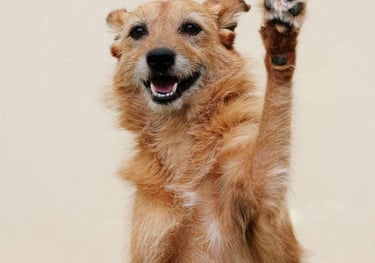 a dog is standing up and waving his paw