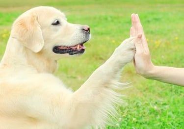 a dog is giving a high five finger sign