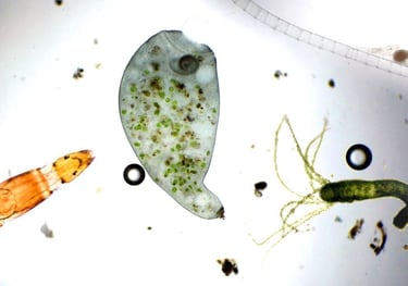 Análisis de agua, norma NCh 409 y otras