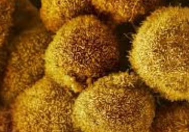 Curable Cancers And Effect Of Voluntary Fasting (4)
