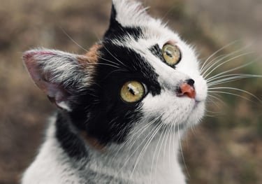 Gato calico de colores blanco, negro y naranja, con ojos verdes viendo a cámara