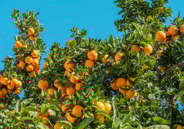 sales@okaypharmusa.com