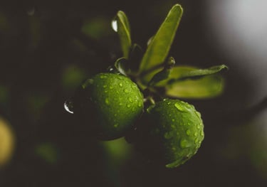 sales@okaypharmusa.com