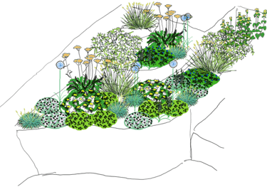 colour perspective sketch of planting for sunny well-drained site in early summer