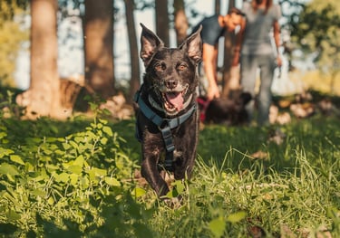 cane nero con la lingua di fuori che corre verso l'obiettivo