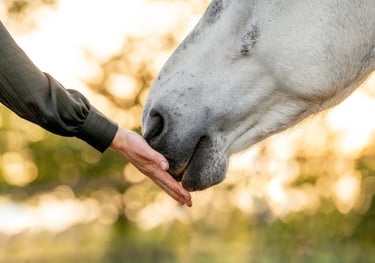 a person holding a horse's hand and touching it