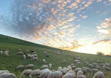 Die Tübinger Schafe grasen auf dem Österberg