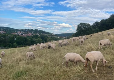 Merinoschafe aus Tübingen, welche sich auf dem Österberg befinden. Im Hintergrund sieht man Tübingen