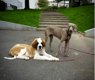 entente chiens