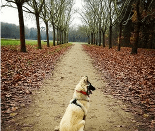liberté chien