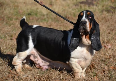 basset hound from shady acres kennel