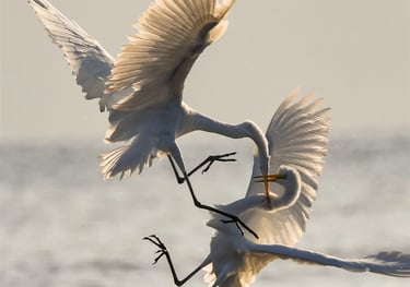 Two Great Egrets fighting mid-air over the water with wings spread and talons extended.