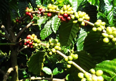 Pupuan coffee farming with farm stay
