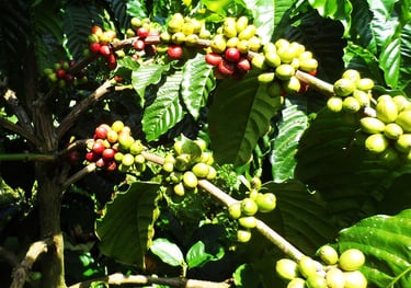 Coffee Farming Experience