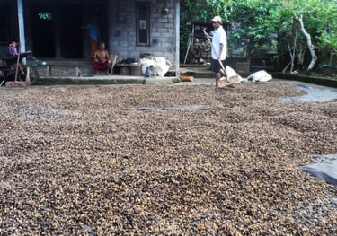 Coffee Farming Experience