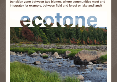 ecotone (noun) transition zone between two biomes, where communities meet and integrate
