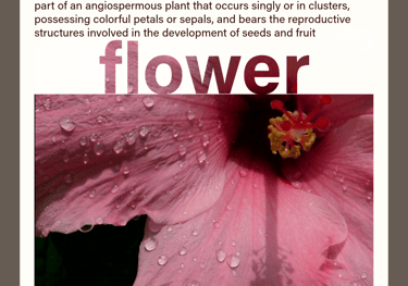 flower (noun) part of an angiospermous plant with petals or sepals and bears seeds or fruit