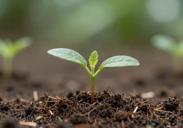 A close-up of a small plant growing out of rich soil, symbolizing productive projects and the new life brought by economic independence for victims, green palette #8C9A4D.