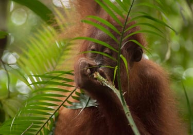 Bukit lawang tour packages from 3 to 6 days