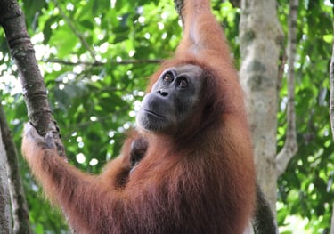 Bukit Lawang Trekking
