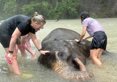 Bukit Lawang Trekking