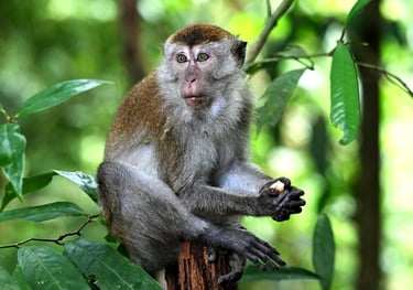 Bukit Lawang Trekking