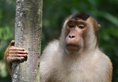 Bukit Lawang Trekking
