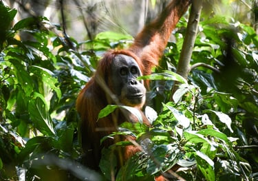 Bukit Lawang Trekking