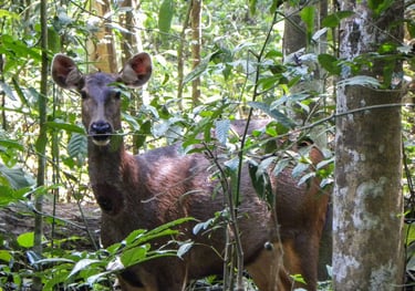 Bukit Lawang Trekking