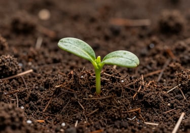 Macro shot of rich, dark compost soil with a small green sprout emerging, symbolizing regenerative agriculture, soft natural lighting.