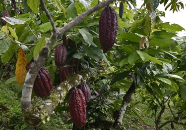 Ripe purple cacao pods hanging from a tropical cocoa tree on a lush plantation.