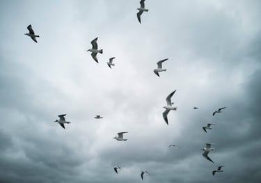A soft grey cloudy sky with seagulls soaring overhead